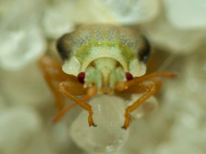 Piesmatidae Amyot & Serville, 1843
